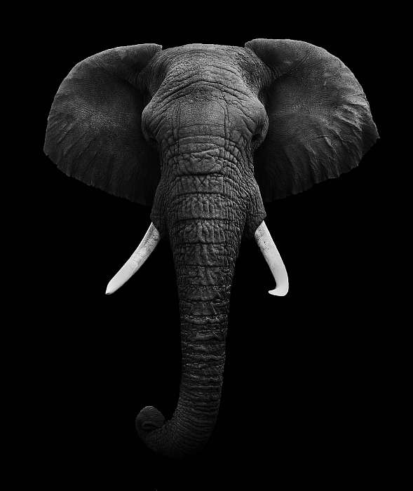 elszigetelt afrikai elefánt, Premium Kollekció