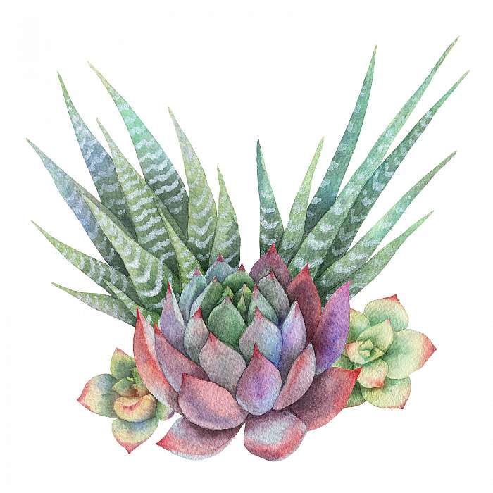 Watercolor bouquet of cacti and succulent plants isolated on whi, Premium Kollekció