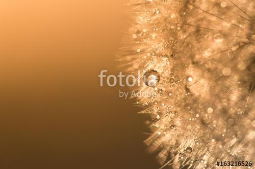 Water droplets on a dandelion with sunlight. Abstract beautiful , Premium Kollekció