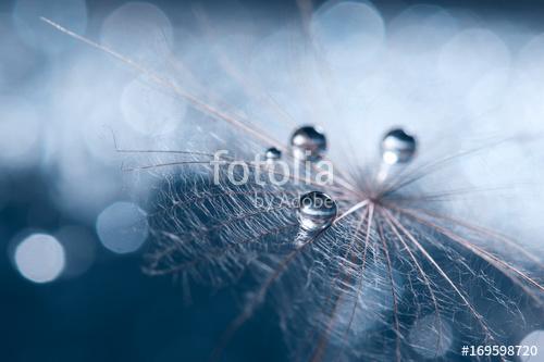 A beautiful and artistic image of a dandelion with drops on a bl, Premium Kollekció
