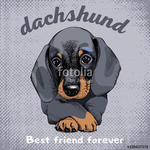 The poster with the portrait of the dog Dachshund. Vector illust, Premium Kollekció