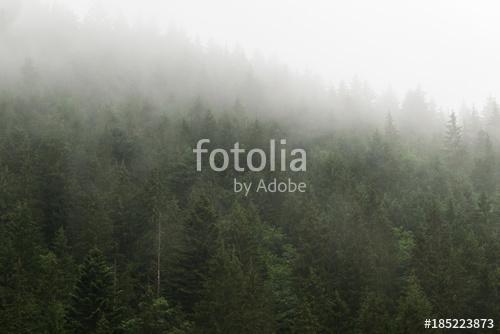 Forest in the mist, Premium Kollekció