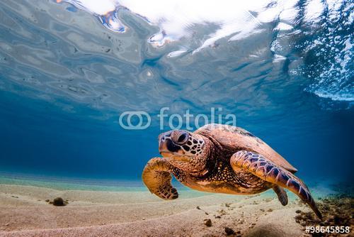 Hawaii zöld tengeri teknős a Pac meleg vizében, Premium Kollekció