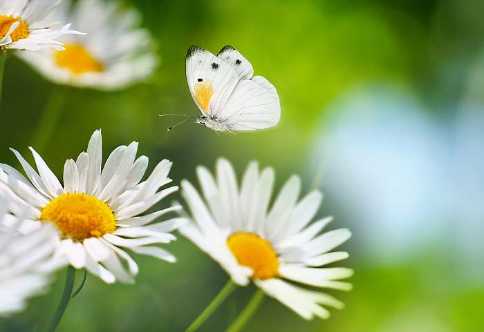 Tavaszi nyáron a fehér kamillavirág felett fehér pillangó , Premium Kollekció