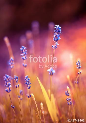 The romantic shine of lavender, Premium Kollekció