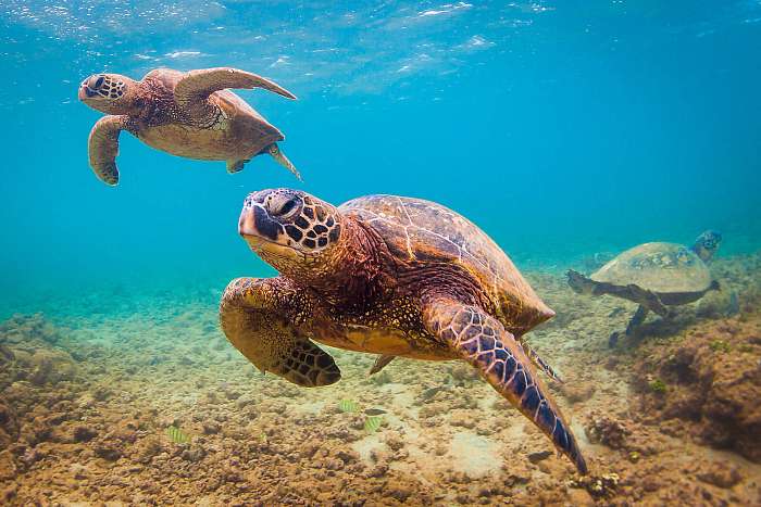 Veszélyeztetett Hawaii Zöld Tengeri Turtle cirkál a melegvizekbe, Premium Kollekció