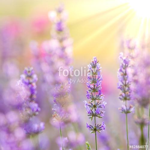 Lavender, Premium Kollekció