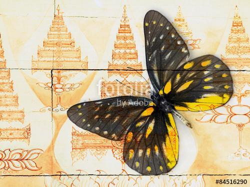 butterfly( Thai background ), Premium Kollekció