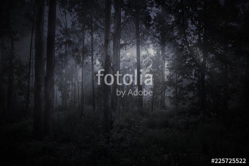 Magic foggy forest, Premium Kollekció