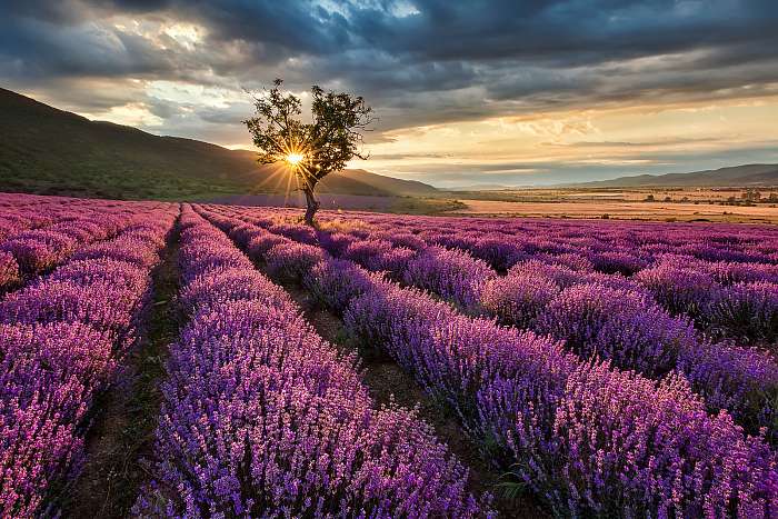 Lenyűgöző napfelkelte a levendulamezőn, Premium Kollekció Lenyűgöző napfelkelte a levendulamezőn, Premium Kollekció