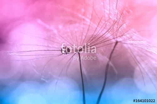 Water drops or dew on a dandelion ,pink background blue color. A, Premium Kollekció