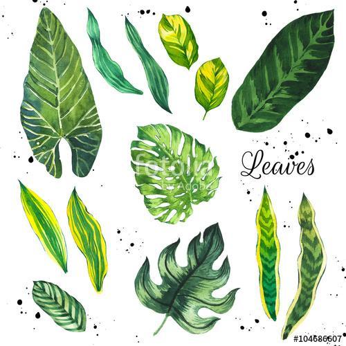 Illustration with tropical leaves. Watercolor set of green leave, Premium Kollekció