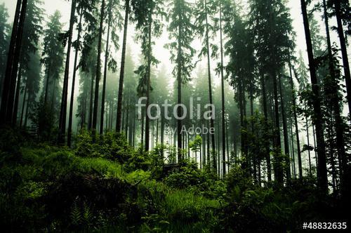 dark forrest, Premium Kollekció