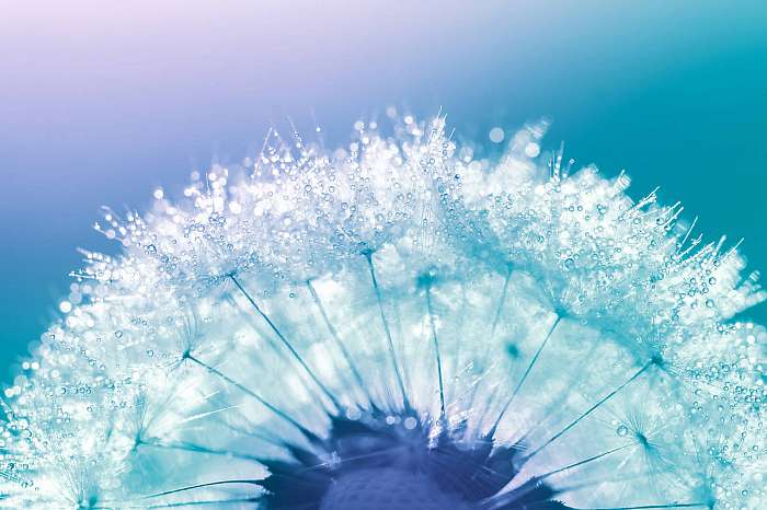 Dandelion closeup with water drops on a blue background. Beautif, Premium Kollekció