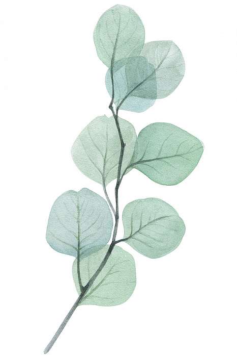 eucalyptus twig watercolor illustration, Premium Kollekció