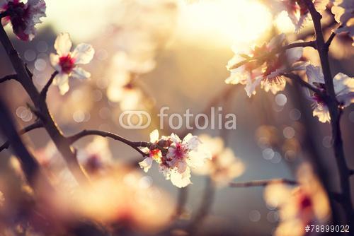 Gyönyörű természeti jelenet virágzó fa és napfény, Premium Kollekció