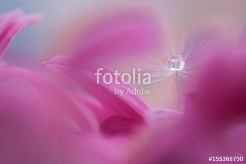 Dandelion with water drop on the flower. Macro of a dandelion., Premium Kollekció