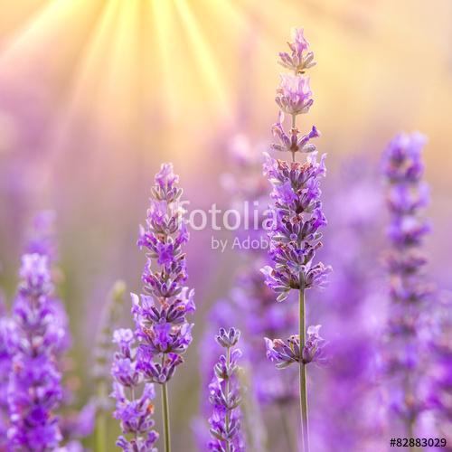 Lavender, Premium Kollekció