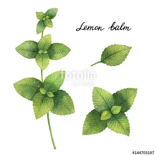 Hand drawn watercolor botanical illustration of Lemon balm., Premium Kollekció