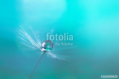 Macro of dandelion with water drops on a blue background., Premium Kollekció