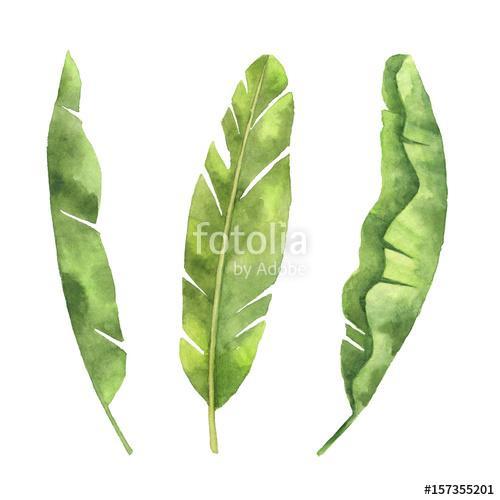 Watercolor set of banana leaf isolated on white background., Premium Kollekció