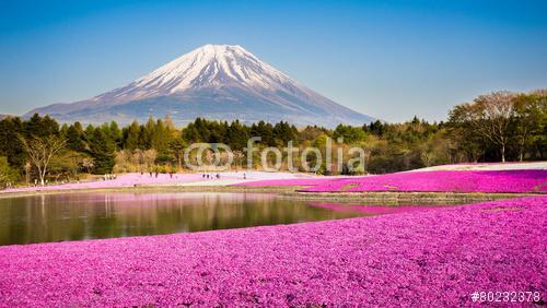 moha phlox a mount fuji-val a háttérben, Partner Kollekció