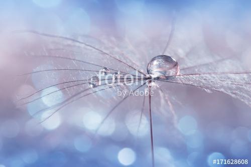 Water drop on a dandelion seed , multicolored background bokeh. , Premium Kollekció