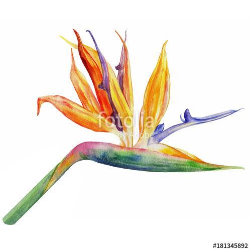 Bird of paradise flower, Strelitzia reginae, crane flower hand d, Premium Kollekció