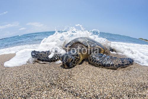 Zöld teknős a homokos strandon Hawaii-ban, Premium Kollekció