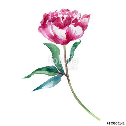 Watercolor pink peony flower, hand drawn paint decorative illust, Premium Kollekció