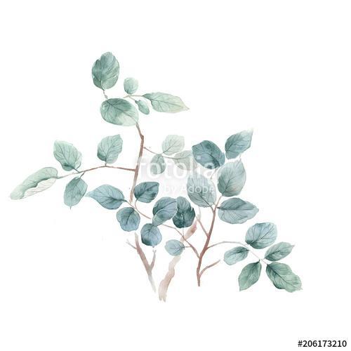 Watercolor leaf illustration, Premium Kollekció