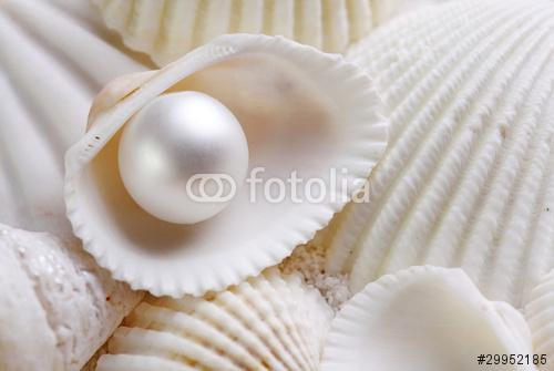Fehér seashells gyöngyházzal, Premium Kollekció
