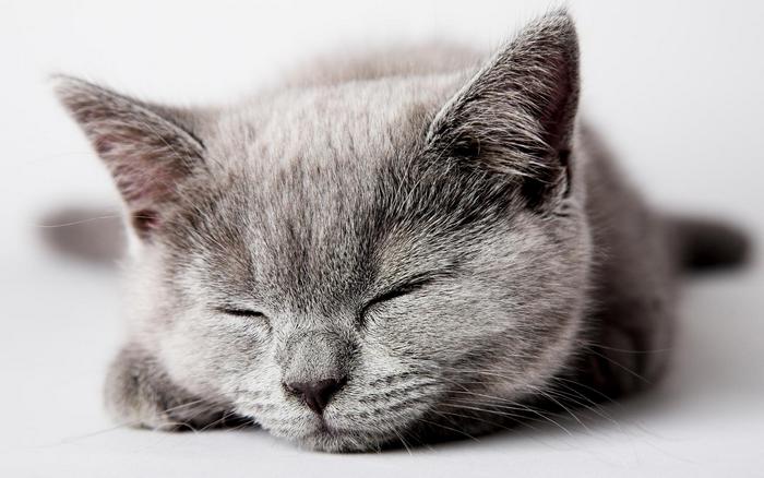 Alvó szürke cica, 
