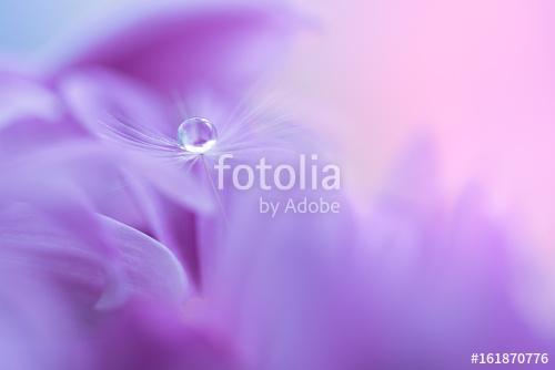 The seed of a dandelion with water drop on purple flower. Macro , Premium Kollekció