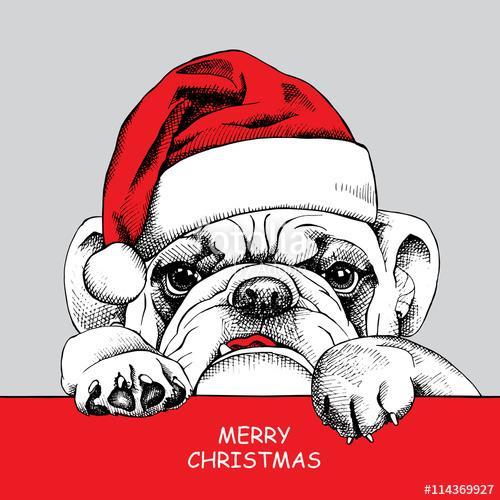 The poster of portrait bulldog in the santas hat. Vector illustr, Premium Kollekció