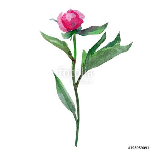 Watercolor peony flower, bud hand drawn illustration isolated on, Premium Kollekció