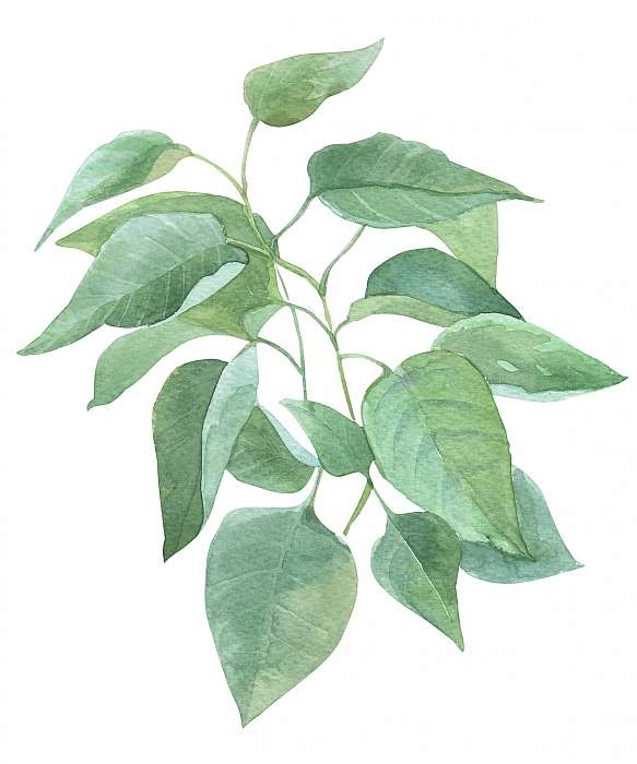 leaf sprig of lilac watercolor illustration, Premium Kollekció