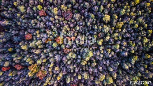 Őszi erdő drónnal fotózva, Partner Kollekció