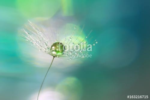 A drop of green on the dandelion seed closeup.Beautiful backgrou, Premium Kollekció