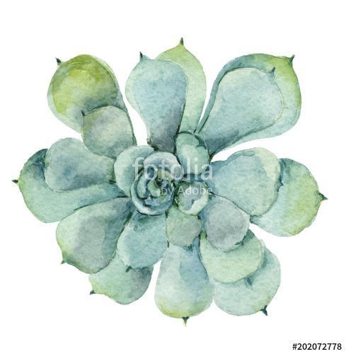 succulent in watercolor, Premium Kollekció