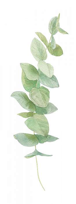 watercolor illustration leaves, Premium Kollekció