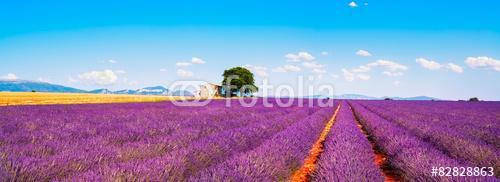 Levendula virágok virágzó mező, ház és fa. Provence, Franc, Premium Kollekció