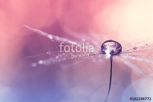 Dandelion with water drop on pink blue background with bokeh. Be, Premium Kollekció