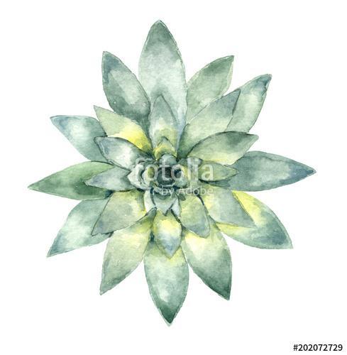 succulent in watercolor, Premium Kollekció