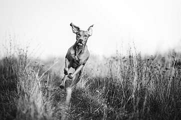 Vizslakutya akcióban,  Vizslakutya akcióban,