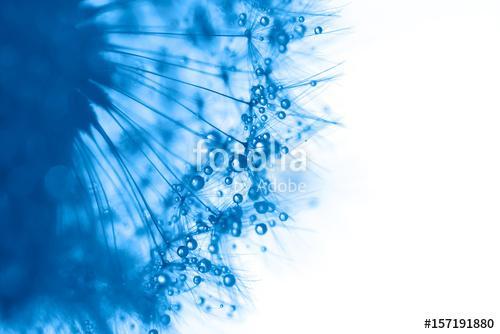 Macro of dandelion with water drops on white background., Premium Kollekció