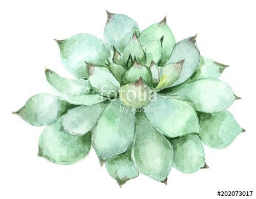 succulent in watercolor, Premium Kollekció