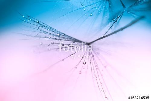 Dandelion close up small water drops on a pink blue background. , Premium Kollekció