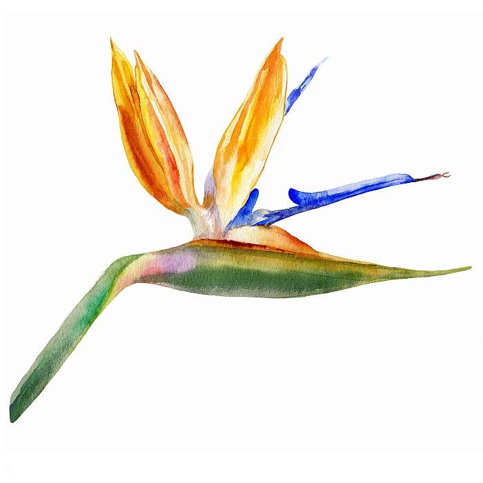 Bird of paradise flower, Strelitzia reginae, crane flower hand d, Premium Kollekció