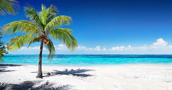 Scenic Coral Beach With Palm Tree
, Premium Kollekció